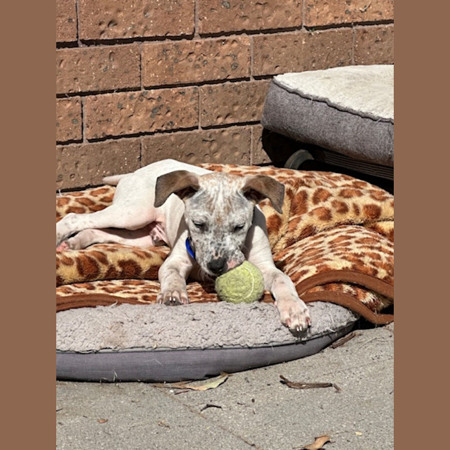 Photo of Bob   11 Week Old Cattle Dog X Staffy (Trial 10/10