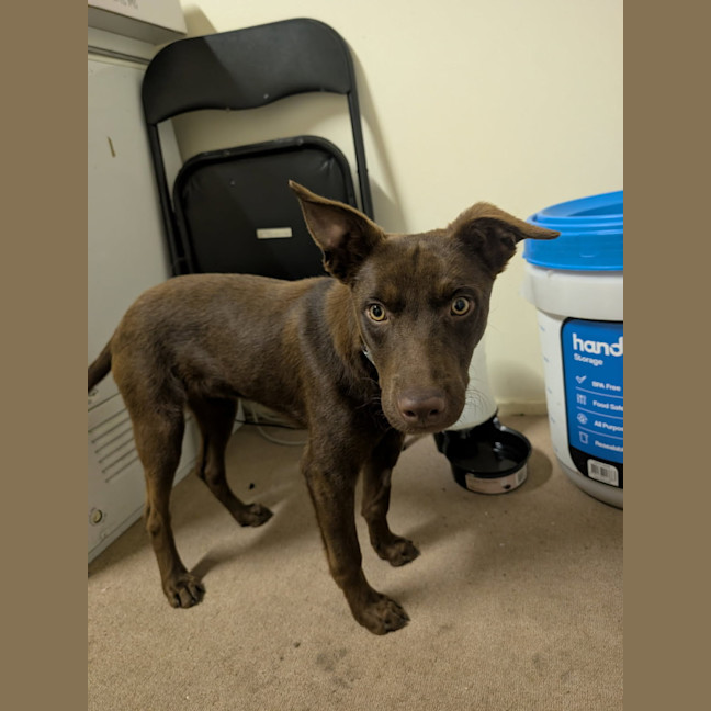 Photo of Boomer