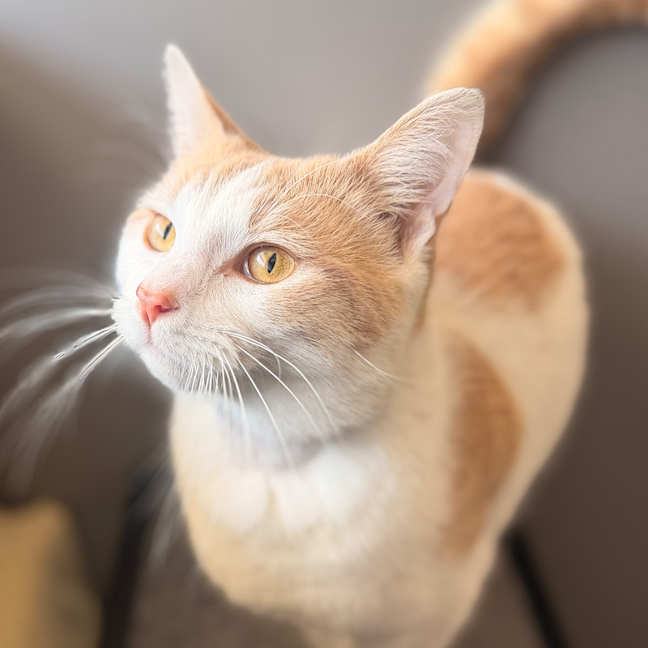 Photo of Ian Meowkellan