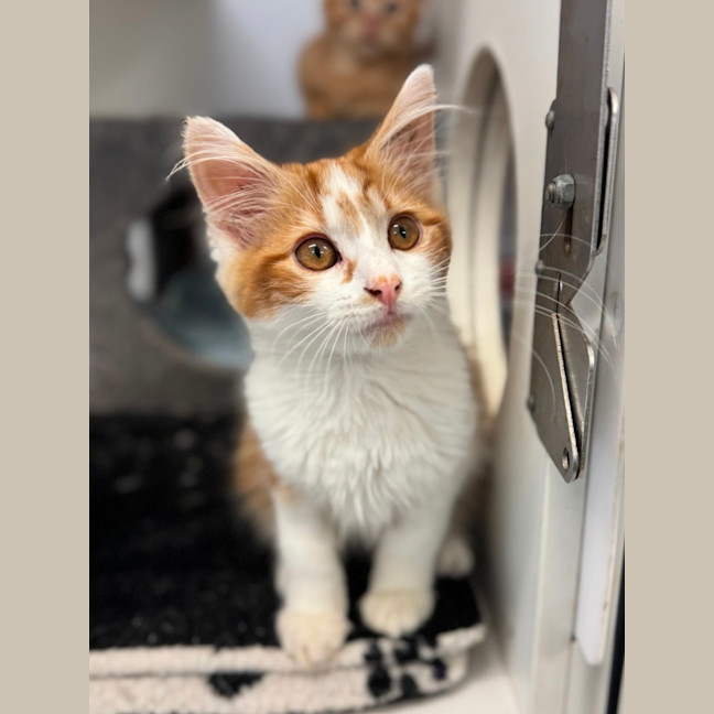 Photo of Scout