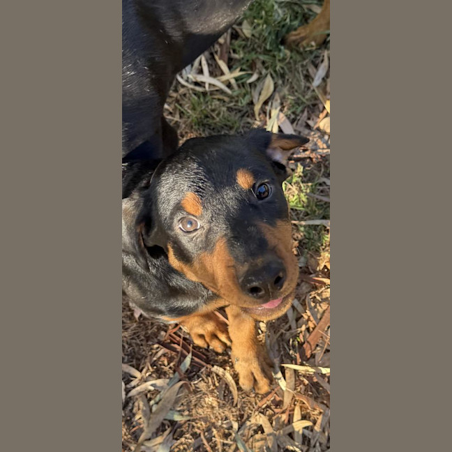 Photo of Frankie Sinatra