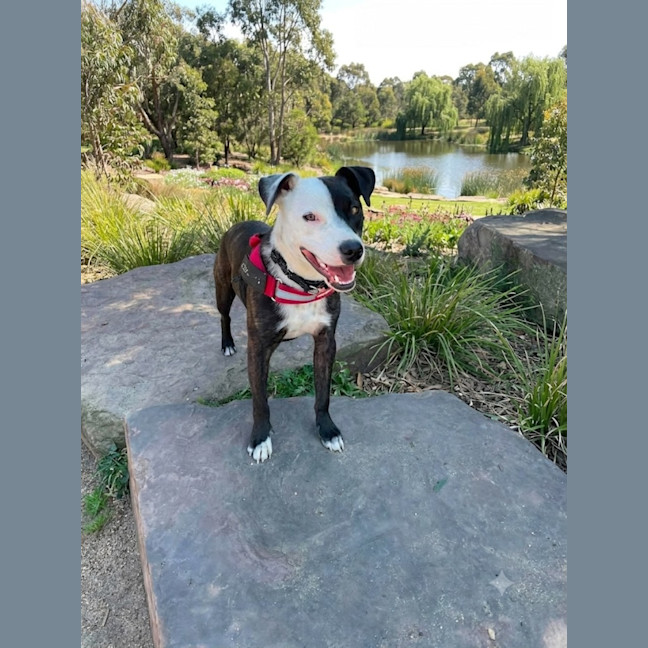 Photo of Rocky "Urgent Foster Carer Needed"