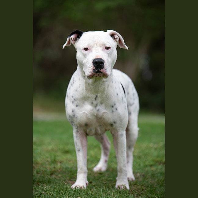 Photo of Houdini