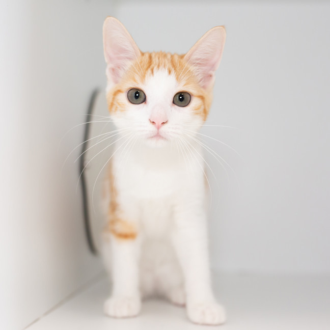 Photo of Pina Colada