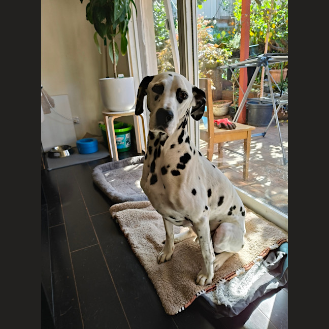 Photo of Cookie