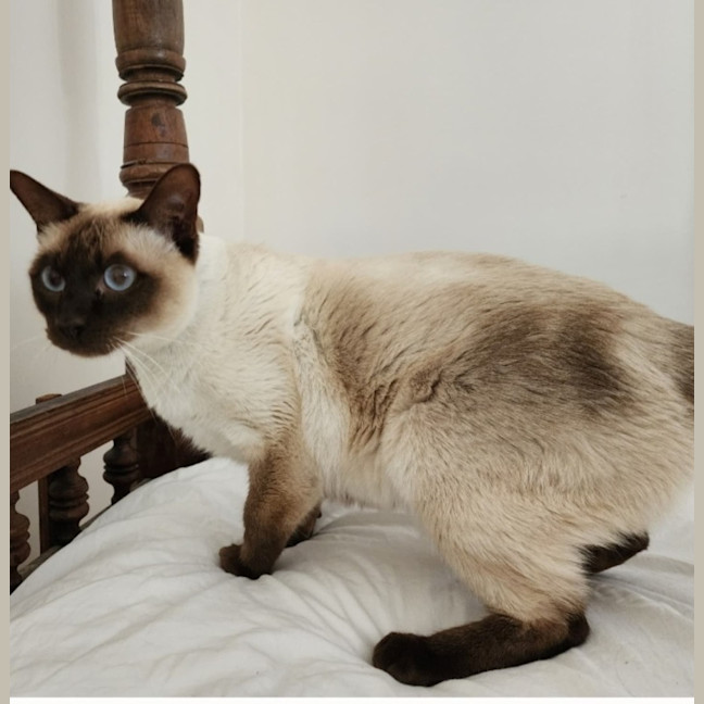 Photo of Tommy 