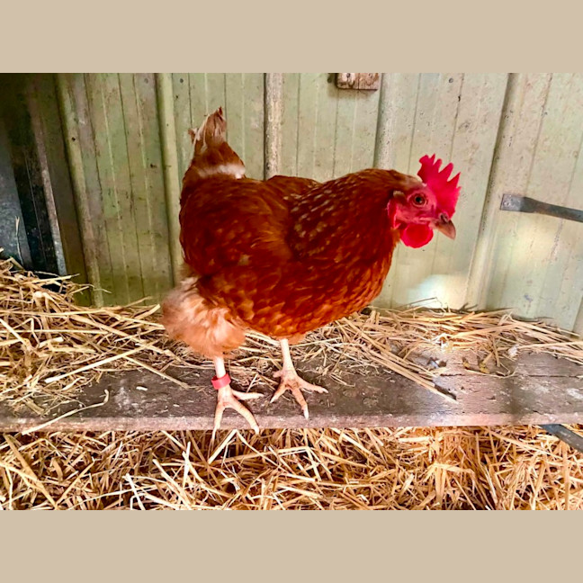 Photo of Stevie Chicks, Lady Clucka And Sheryl Crow