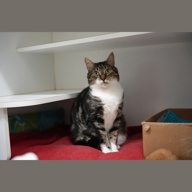 Photo of Jetson