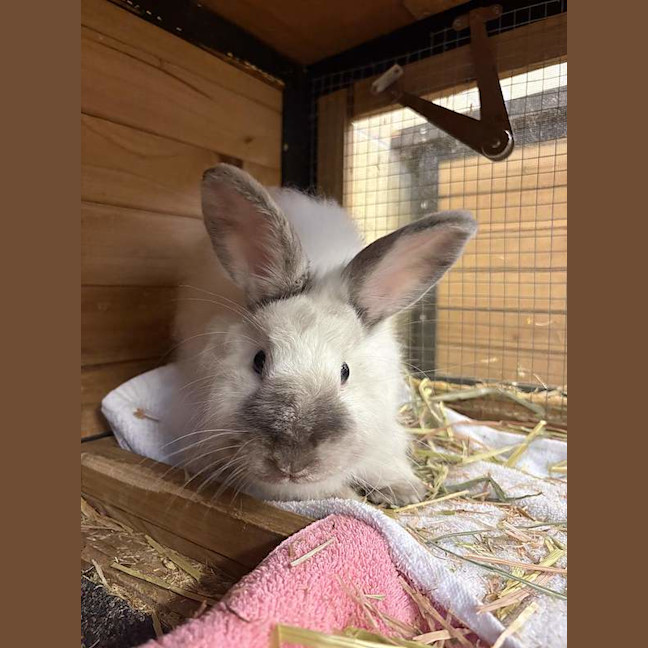 Photo of Lola