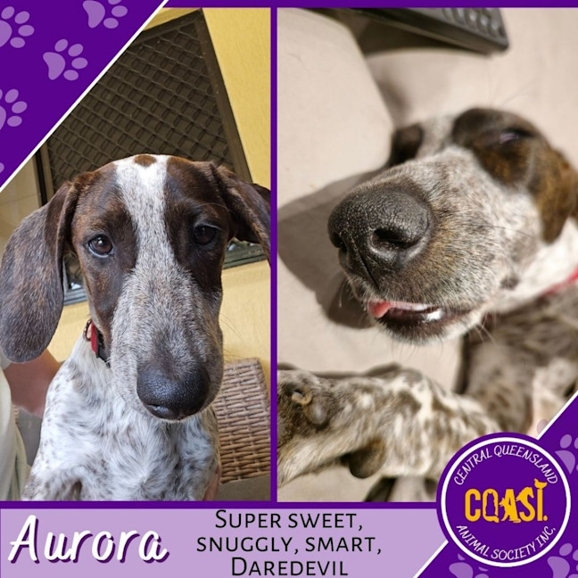 Photo of Aurora