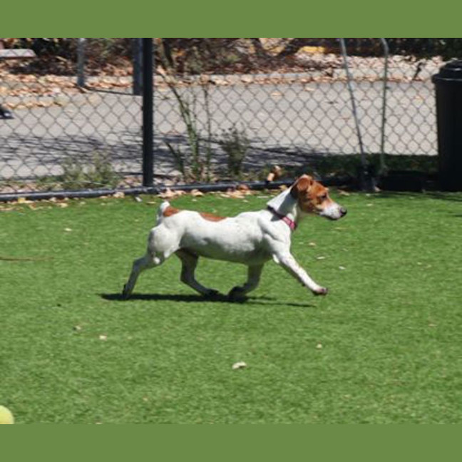 Photo of Cookie