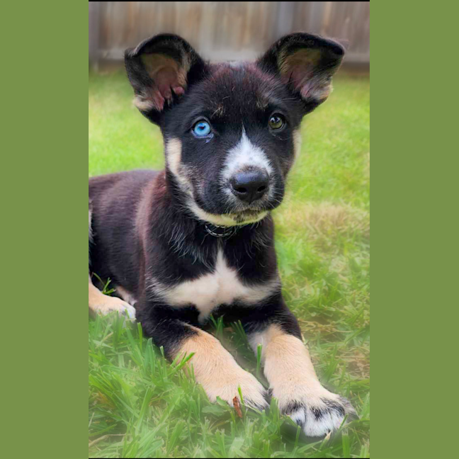 Photo of Chinook