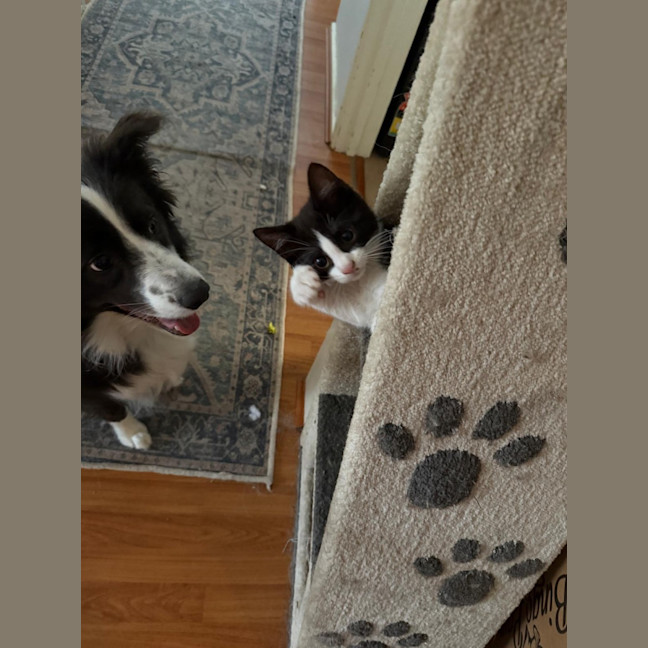 Photo of Pippin