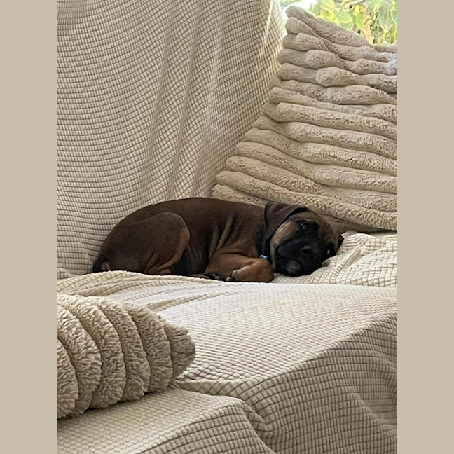 Photo of Spike   11 Week Old Kelpie X