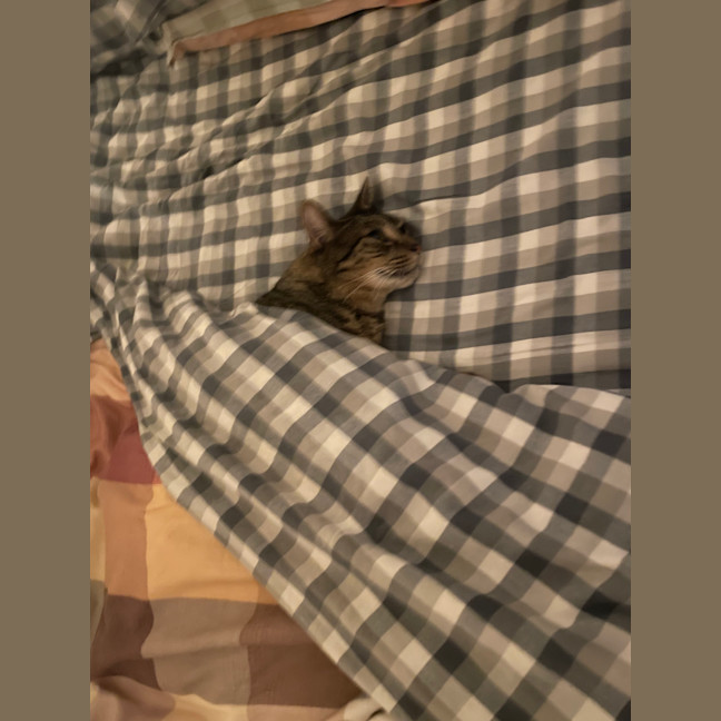 Photo of Beans