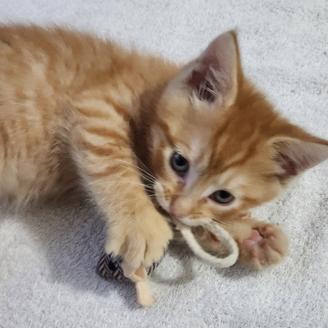 Photo of Arlo