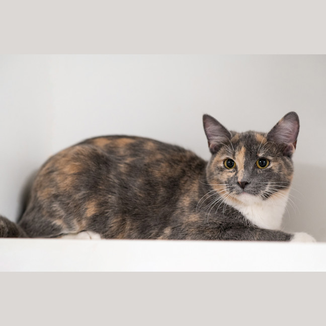 Photo of Layla