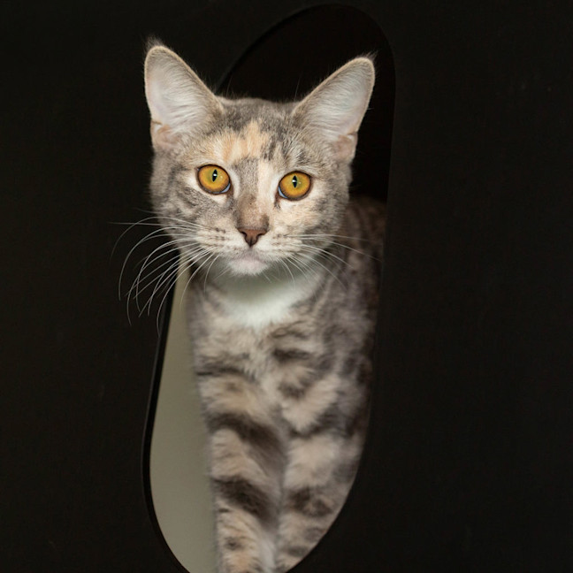 Photo of Moonfern