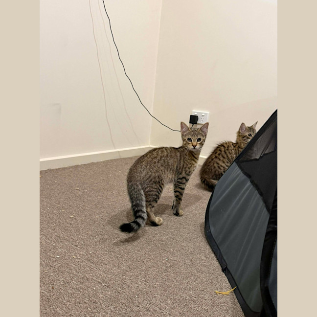 Photo of Samba