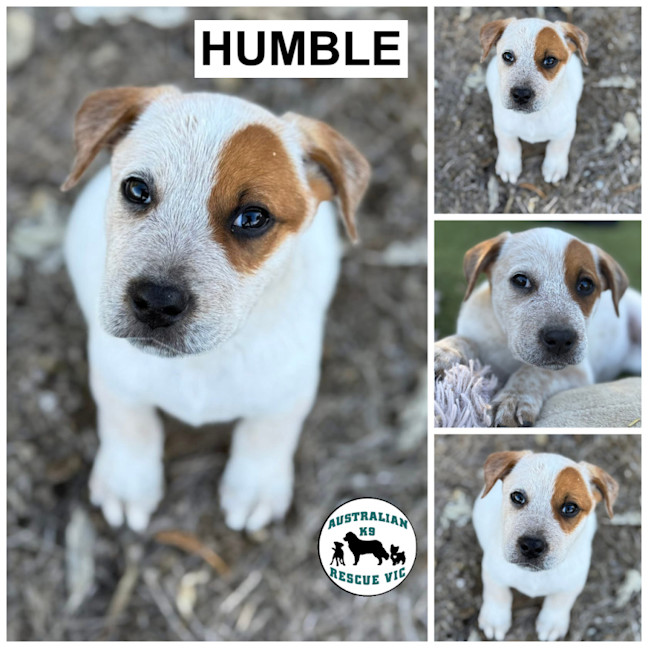 Photo of Humble 