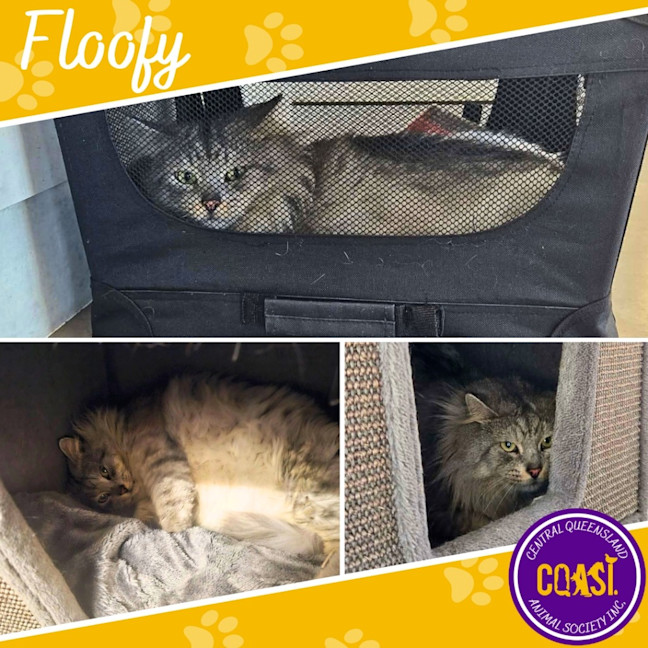 Photo of Floofy