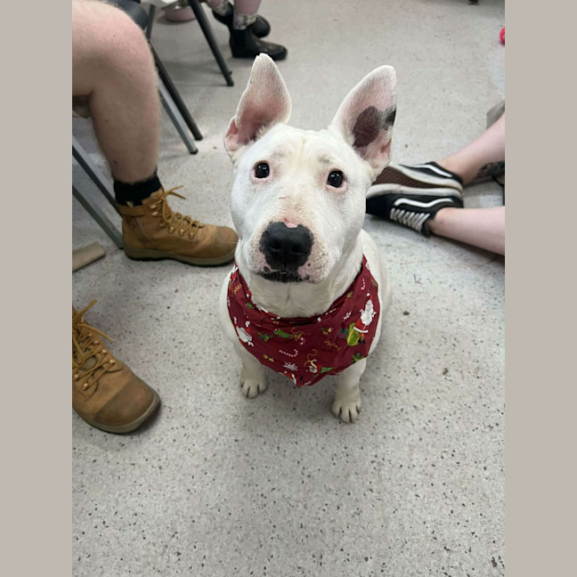 Photo of Stella