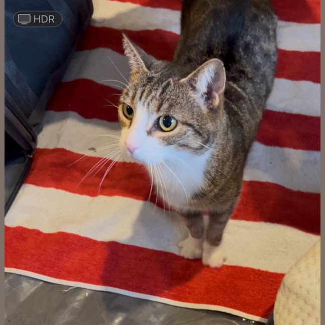 Photo of Lego   The Missing Piece