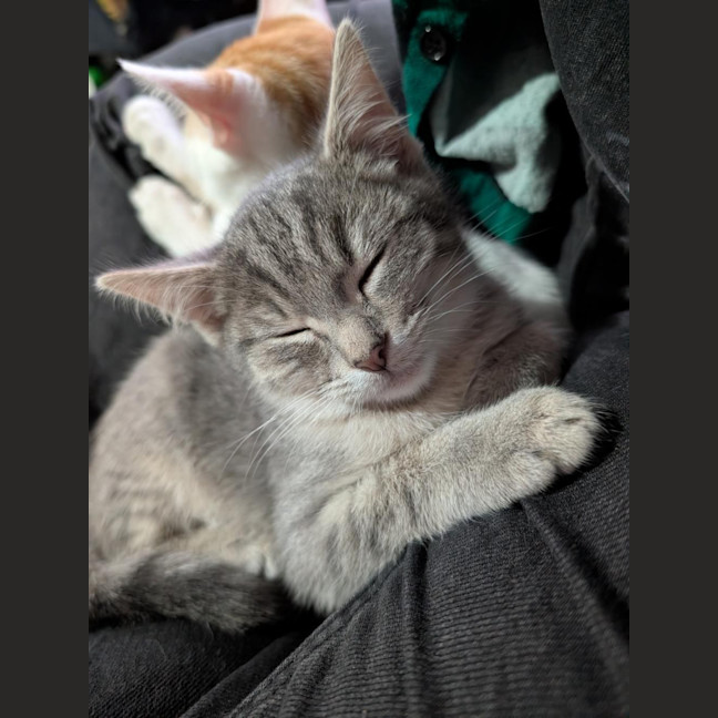 Photo of Joker **2nd Chance Cat Rescue**