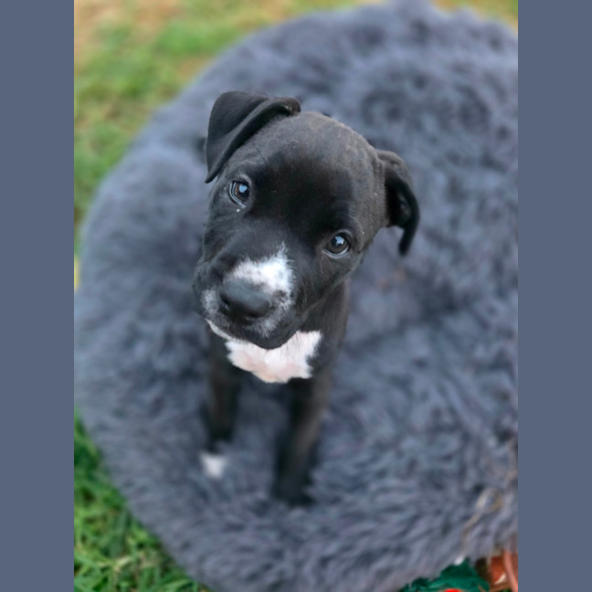 Photo of Peanut 