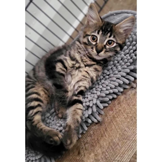 Photo of 11593   Floofy