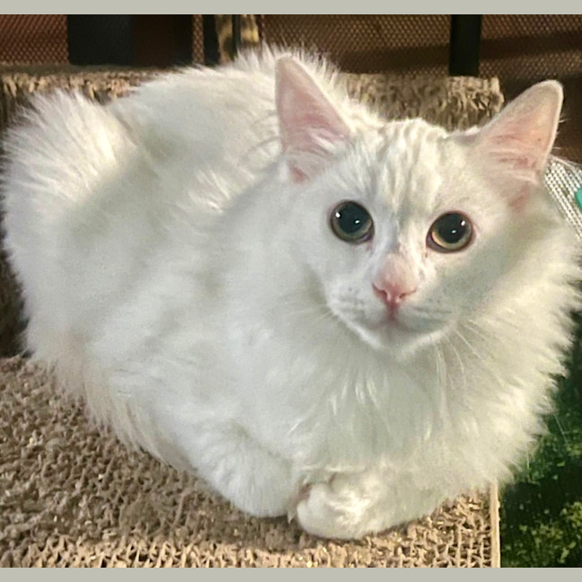 Photo of Portia