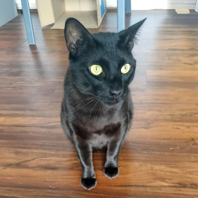 Photo of Midnight