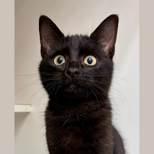 Photo of Heathcliff