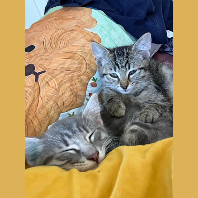 Photo of Mango / Slay