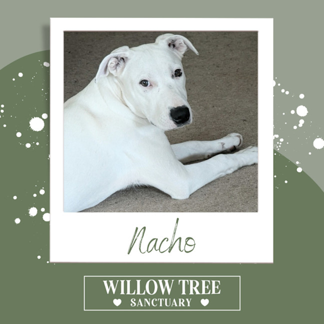 Photo of Nacho