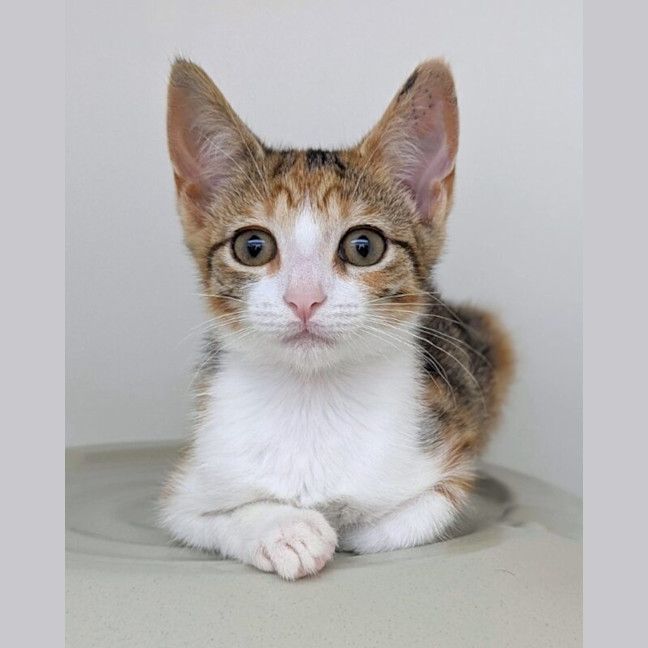 Photo of Willow