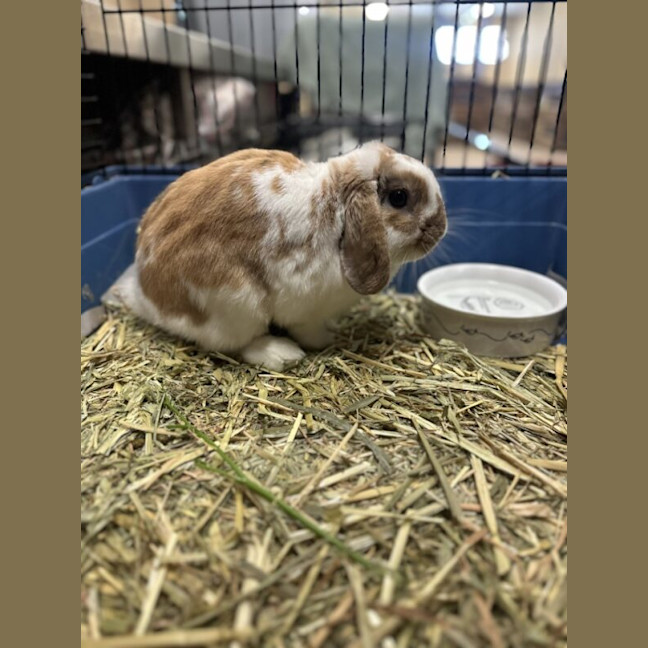 Photo of Binx