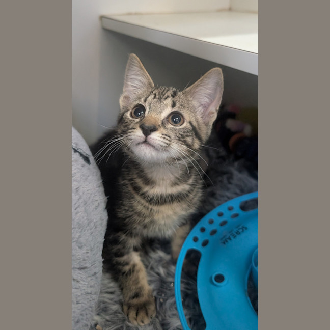 Photo of Midge