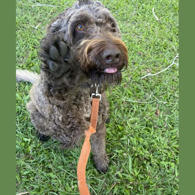 Photo of Bronson