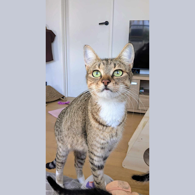 Photo of Clover & Wolfie