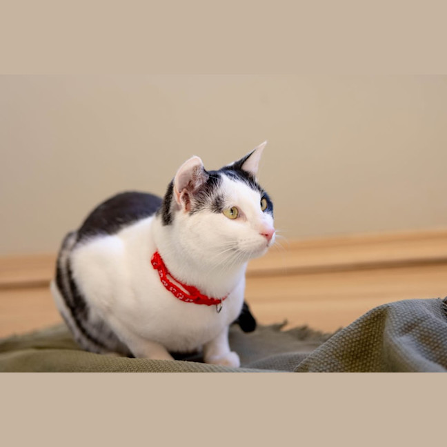 Photo of Sir Chester