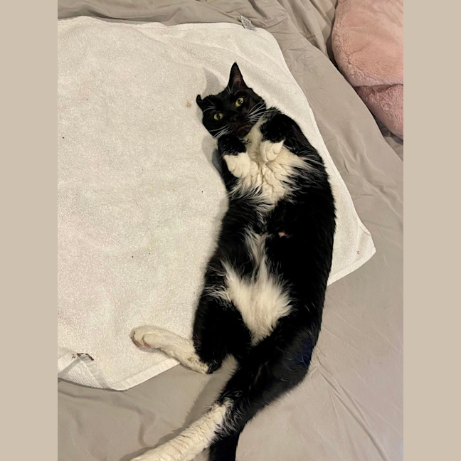 Photo of Socks 