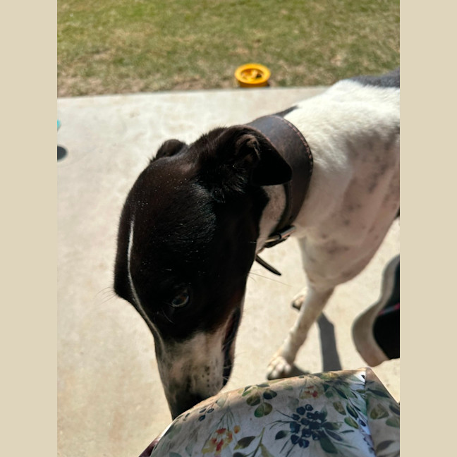 Photo of Marshmallow