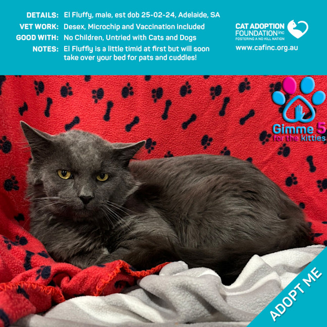 Photo of El Fluffy Only $50 Limited Time!