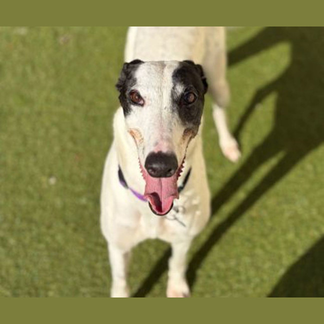 Photo of Pepper