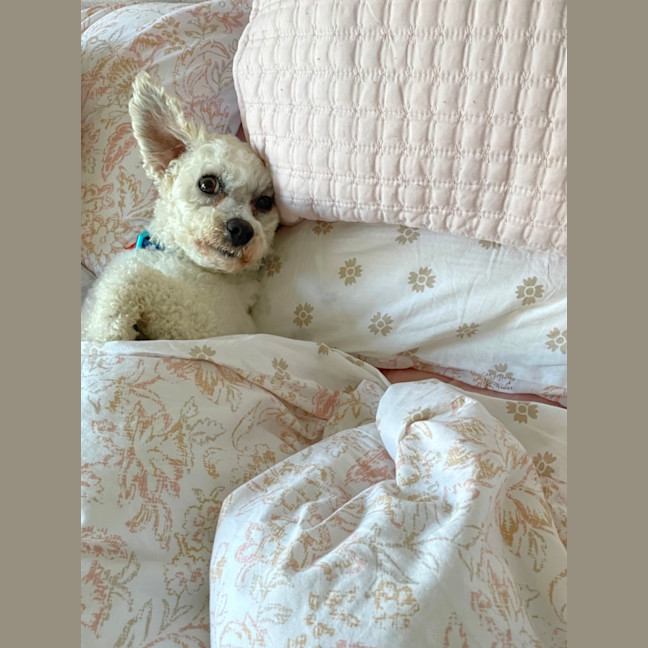 Photo of Little Miss Terra 