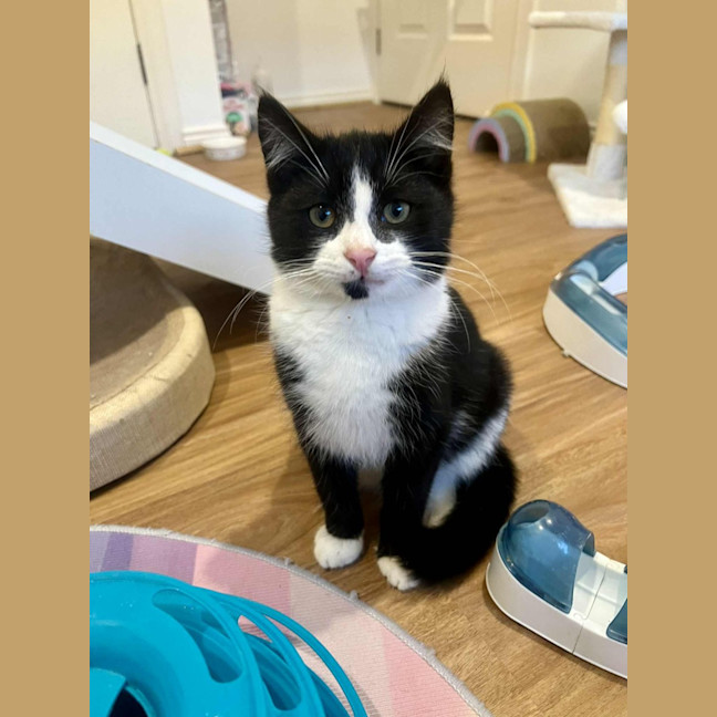 Photo of Jasper   In Foster In Doreen