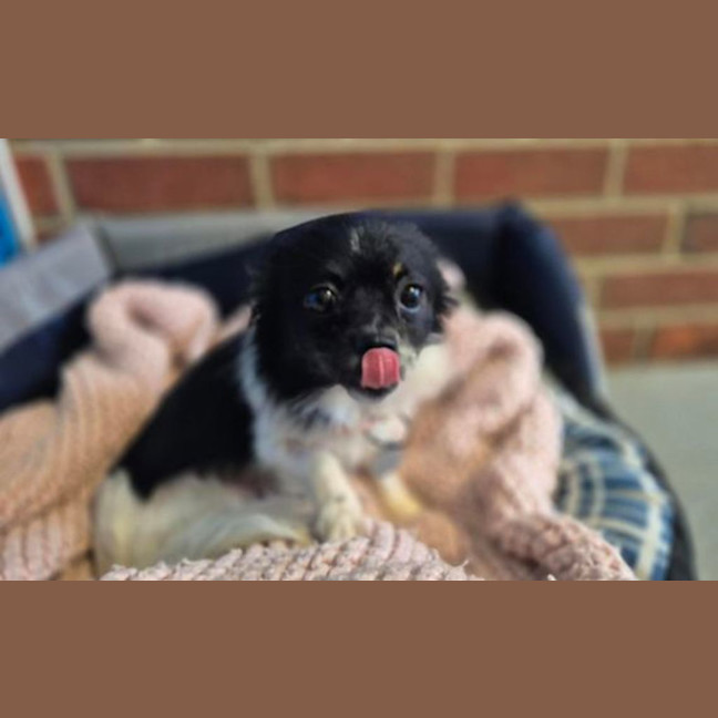 Photo of Daisy