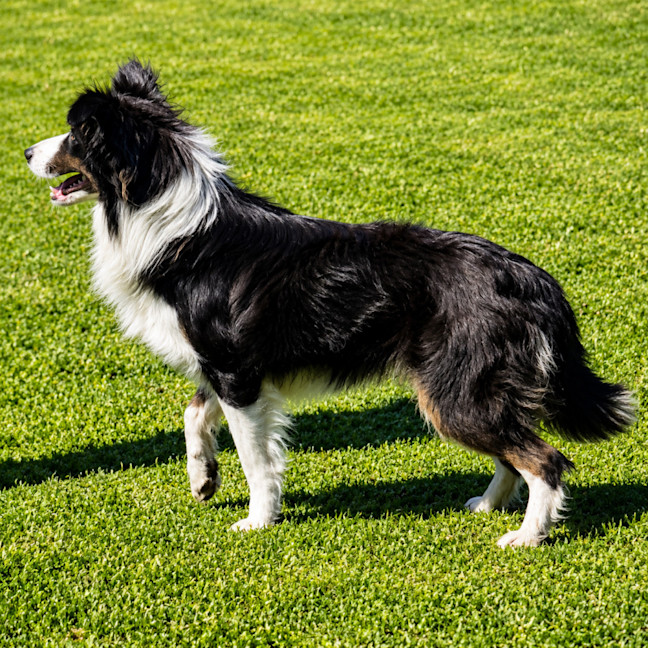 Photo of Bailey