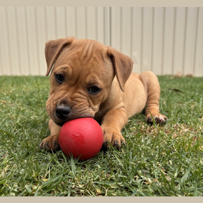 Photo of Murphy